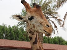 Zürafa - Abudhabi