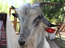 Keçi - Muğla