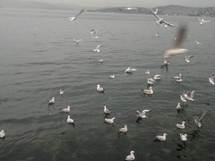 Adalar - İstanbul