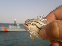 Mirfa - Abudhabi