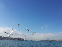 Boğaz - İstanbul