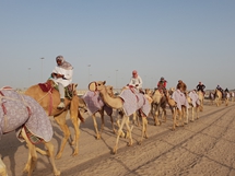 Deve Yarışı
Doha - Katar