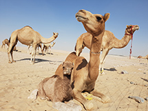 Develer
Salwa - Katar